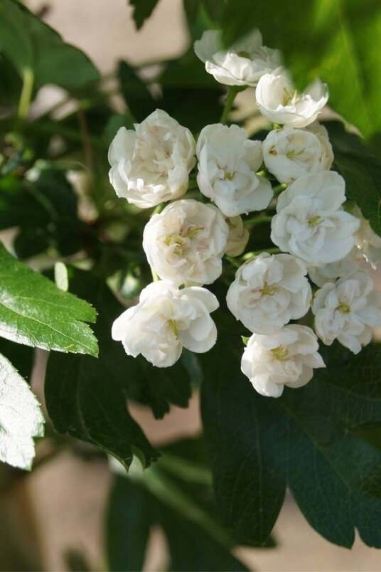 Jonge Meidoorn boom | Crataegus mordenensis 'Toba'