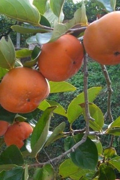 Kakiboom | Diospyros kaki