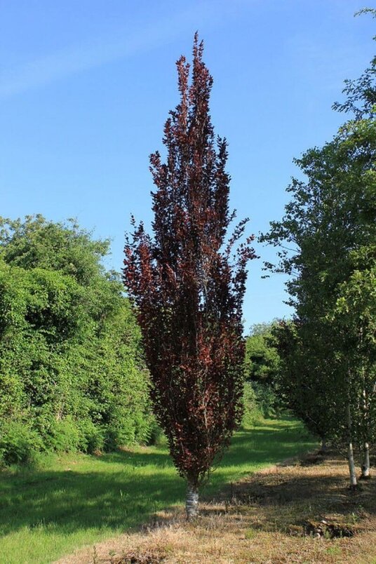 Junge rote Säulenbuche | Fagus sylvatica 'Dawyck Purple'