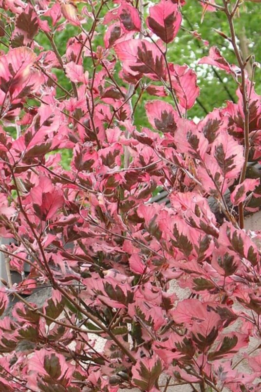 Jonge Driekleurige Beukenboom | Fagus sylvatica 'Tricolor'