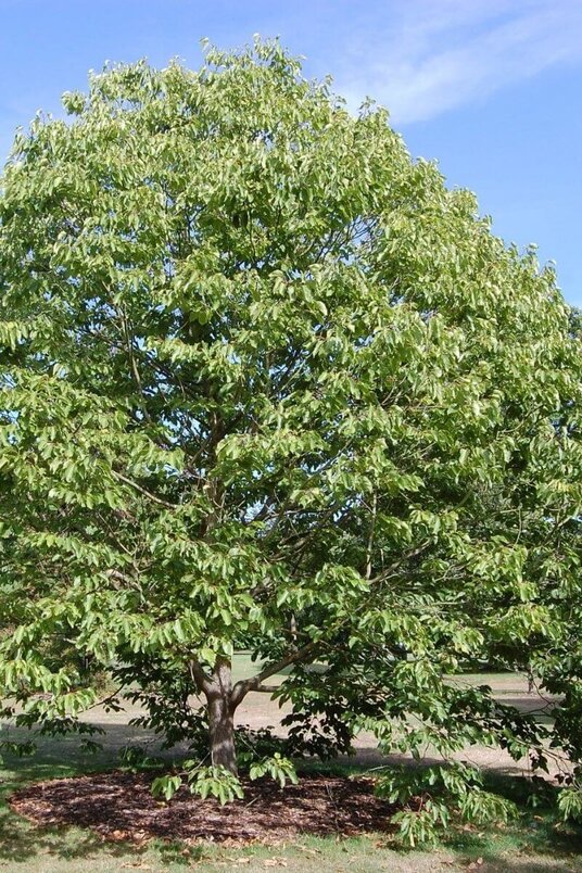 Jonge Japanse Krentenboom | Hovenia dulcis