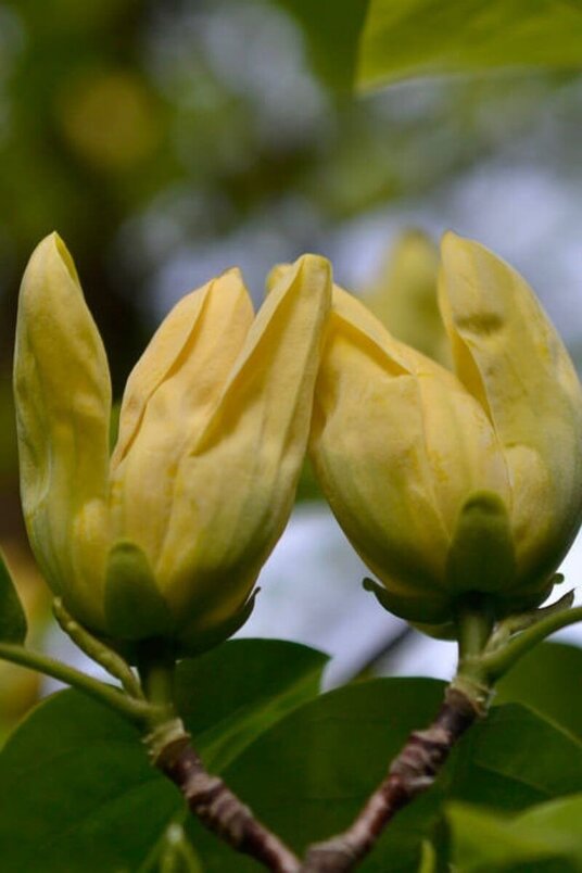 Junger Gelber Magnolienbaum | Magnolia 'Yellow Bird'