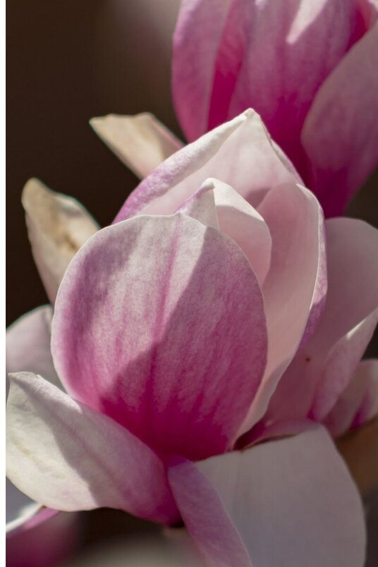 Junge Rosa-Rote Tulpen-Magnolie | Magnolia soulangeana 'Satisfaction'