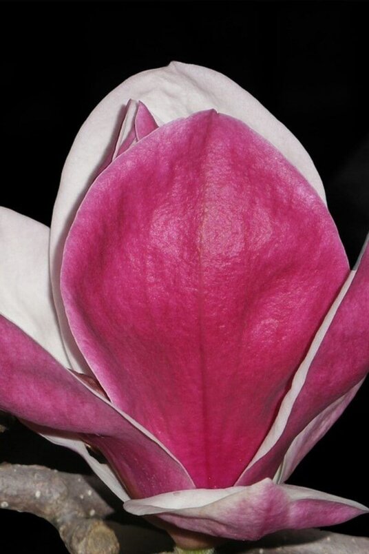 Jonge Roze-Rode Beverboom | Magnolia soulangeana 'Satisfaction'
