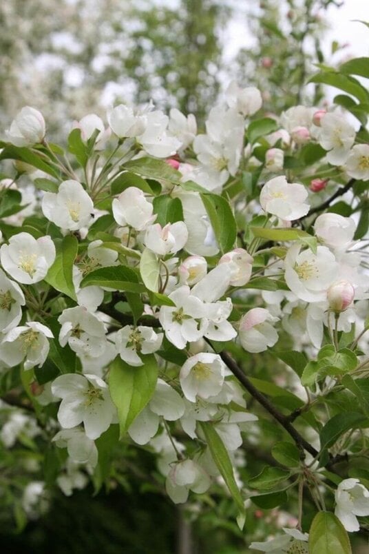 Young ornamental apple tree | Malus 'Evereste'