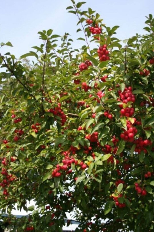 Jonge sierappelboom | Malus 'Red Sentinel'