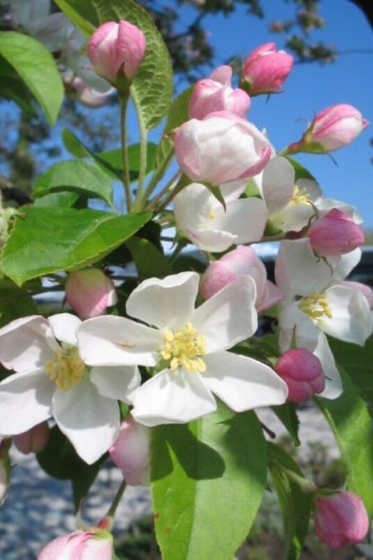 Young ornamental apple tree | Malus 'Red Sentinel'