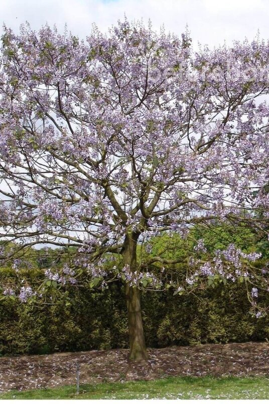 Young Anna Paulowna tree | Paulownia tomentosa