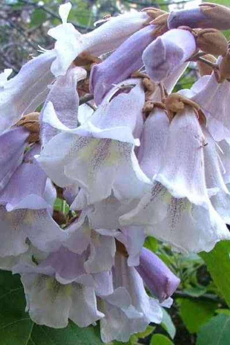 https://cdn.webshopapp.com/shops/304745/files/378907146/file.jpg