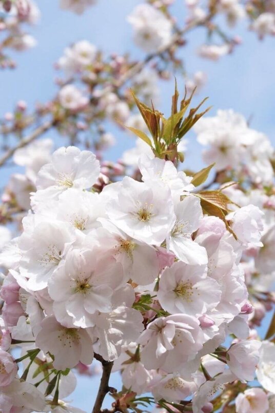 Jonge Japanse Sierkers boom | Prunus serrulata 'Sunset Boulevard'