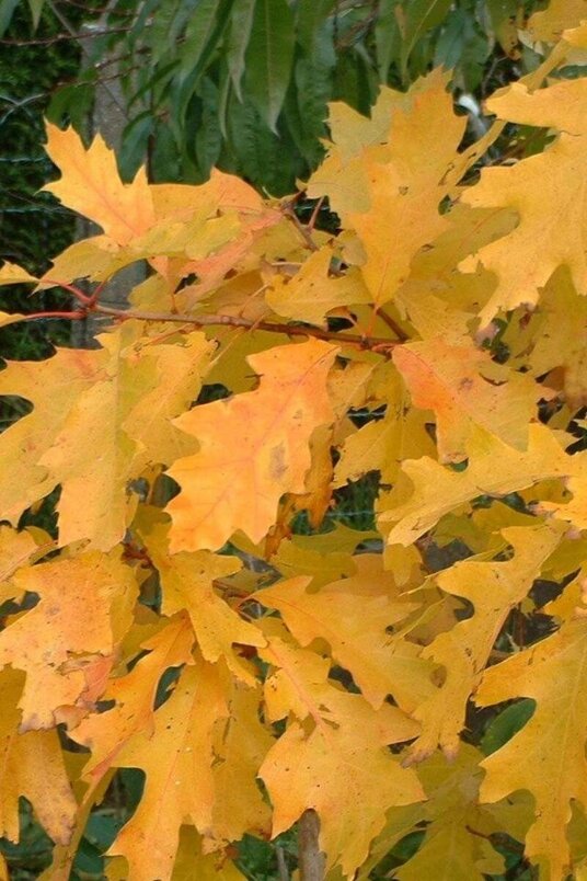 Young Yellow American Oak Tree | Quercus rubra 'Magic Fire'