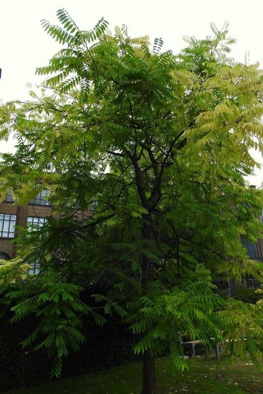 Junger chinesischer Toon-Baum | Toona sinensis