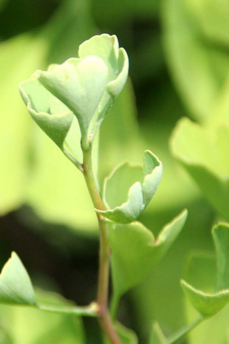 https://cdn.webshopapp.com/shops/304745/files/379004029/file.jpg