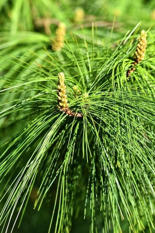 Jonge Tranenden boom | Pinus wallichiana