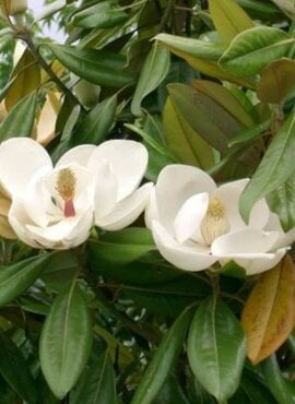 Groenblijvende Bomen