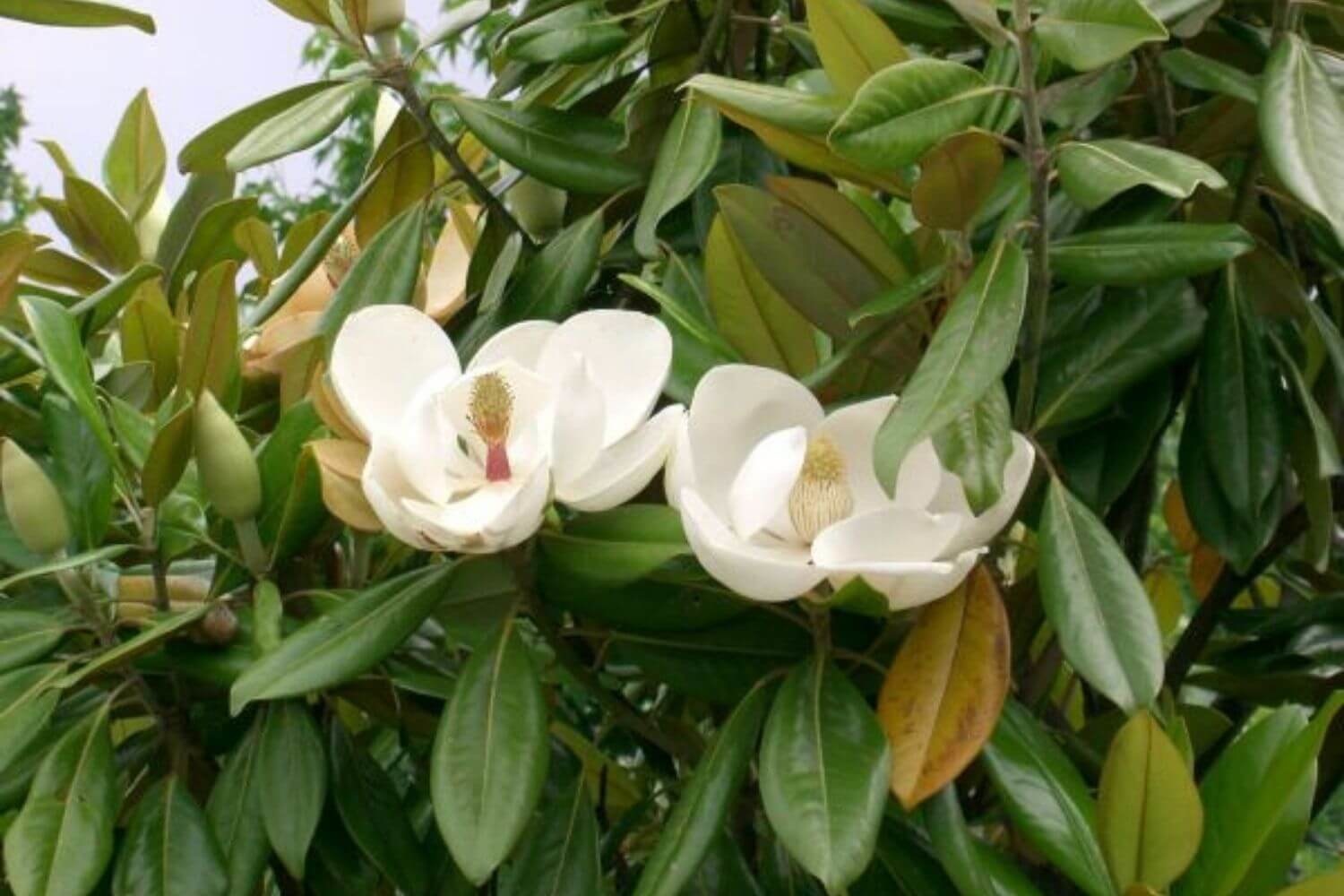 Groenblijvende Bomen