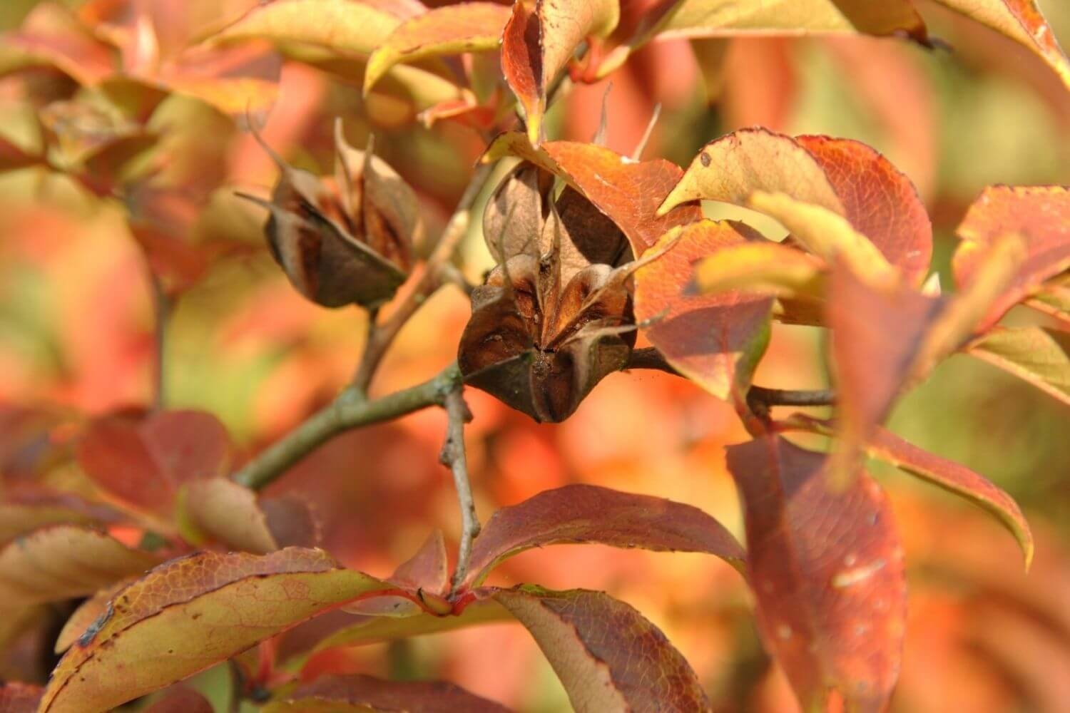 Bomen met mooie herfstkleur