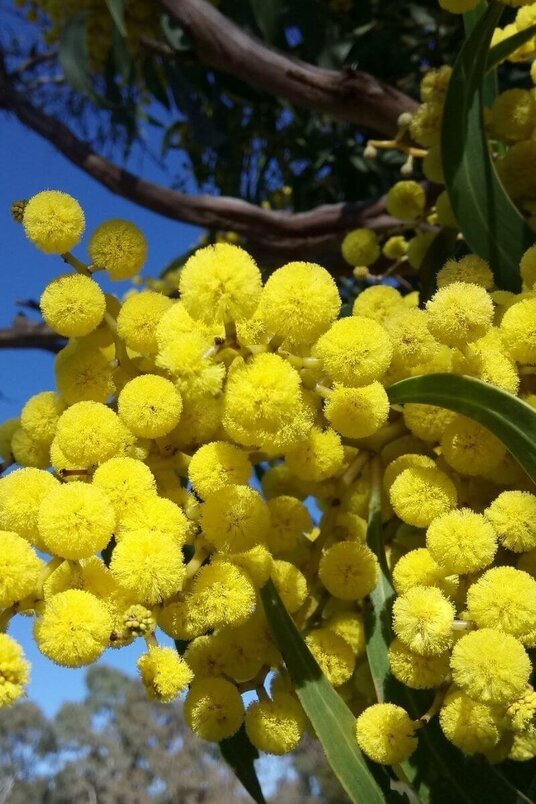 Jonge  Mimosa boom | Acacia dealbata