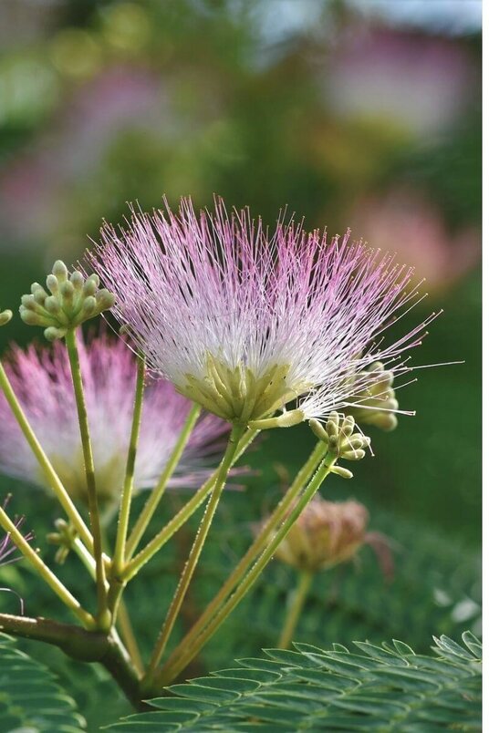 Jonge Perzische Slaapboom |  Albizia julibrissin 'Ombrella'