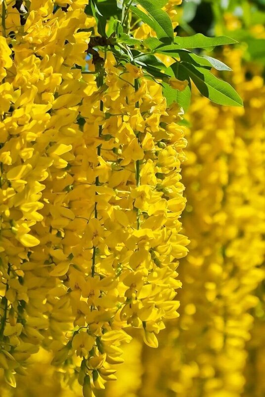 Young Golden Chain Tree | Laburnum anagyroides 'Yellow Rocket'