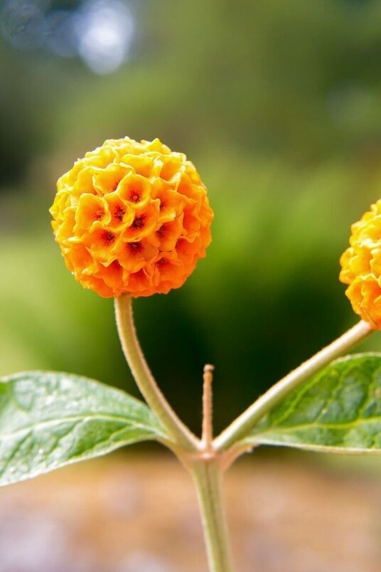 Buddleja globosa | Bolvormige Vlinderstruik