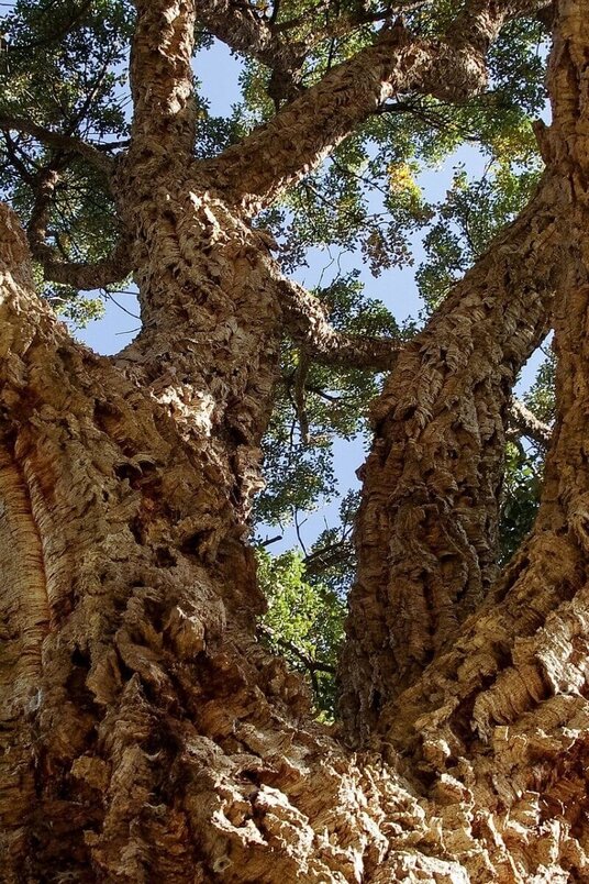 Young Cork Oak Tree | Quercus suber
