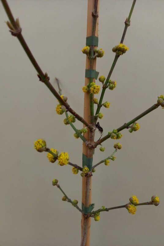 Young Yellow Dogwood Tree | Cornus mas 'Golden Glory'