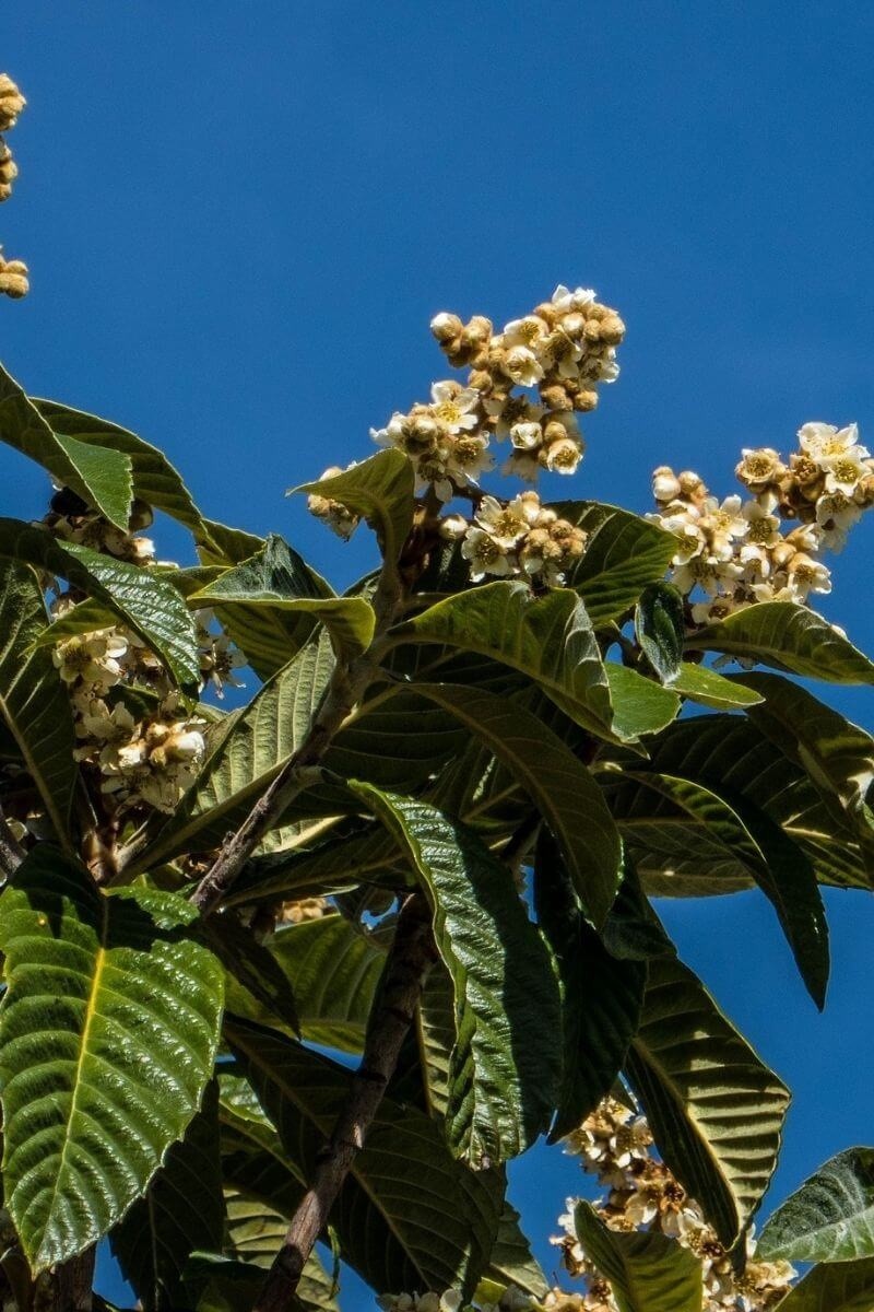 Jonge Japanse Mispel boom |  Eriobotrya japonica