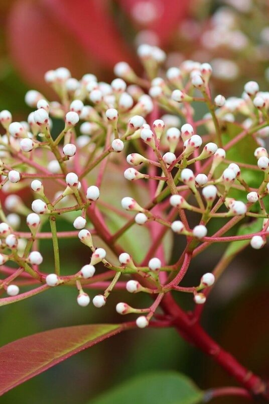 Junger Glanzmispelbaum | Photinia fraseri 'Red Robin'