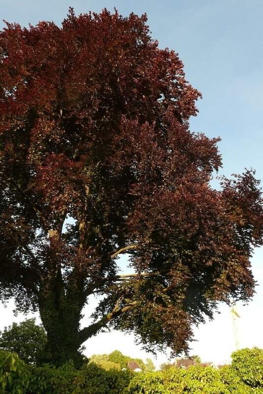 Junger Rotbuchenbaum | Fagus sylvatica 'Atropunicea'