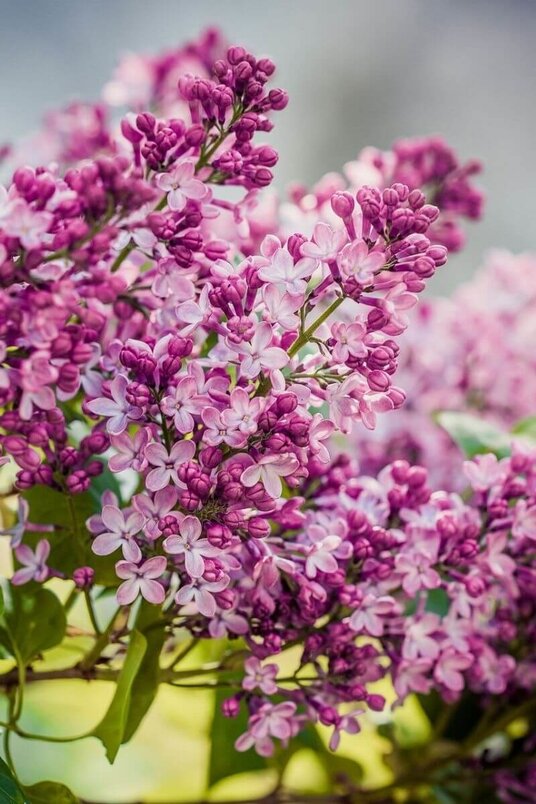 Young Hungarian Lilac Tree | Syringa josikaea