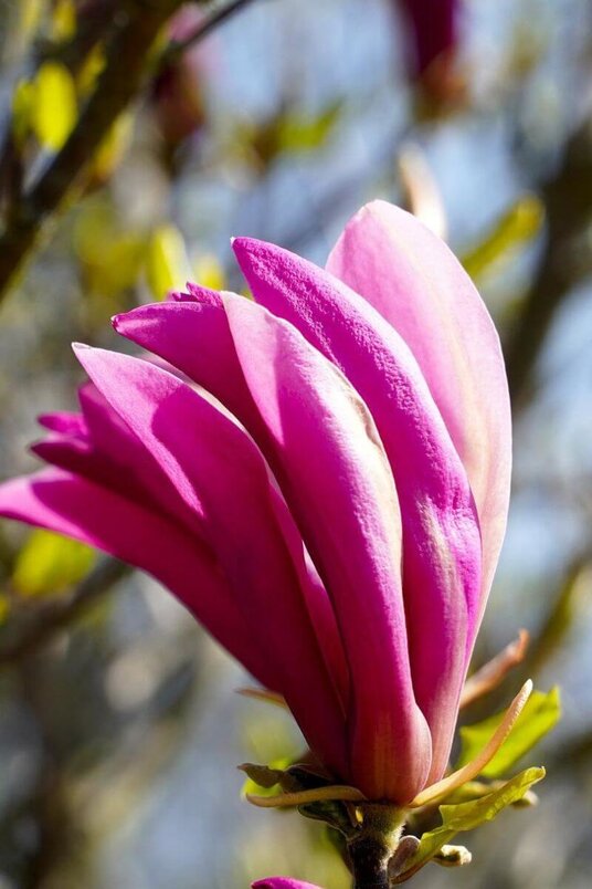 Young Star Magnolia Tree | Magnolia 'Susan'