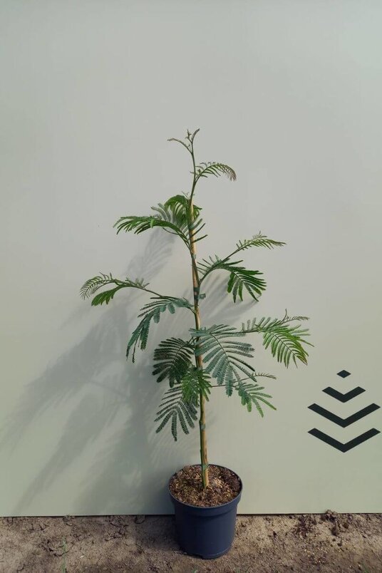 Junge Mimosenbaum | Acacia dealbata