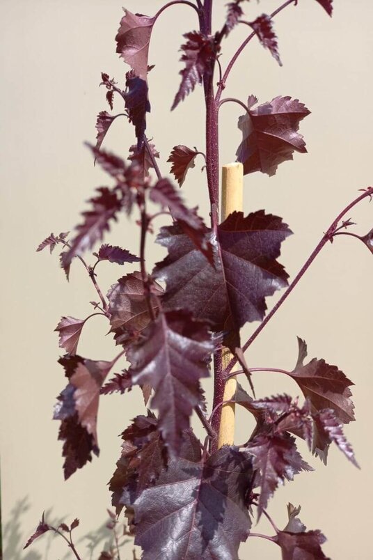 Young Red-leaved Birch Tree | Betula pendula 'Royal Frost'