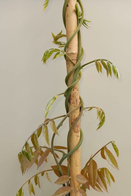 Wisteria sinensis | Blauwe regen