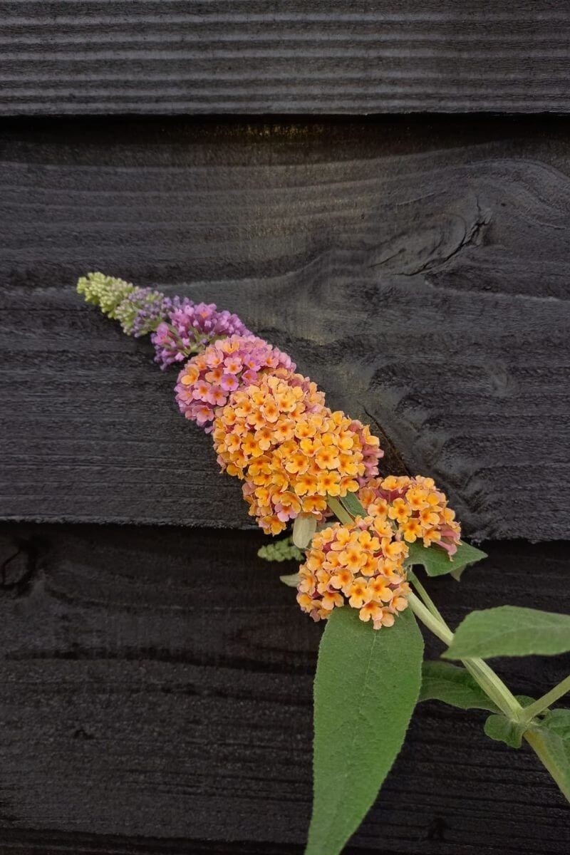 Buddleja weyeriana 'Flower Power' | Veelkleurige Vlinderstruik