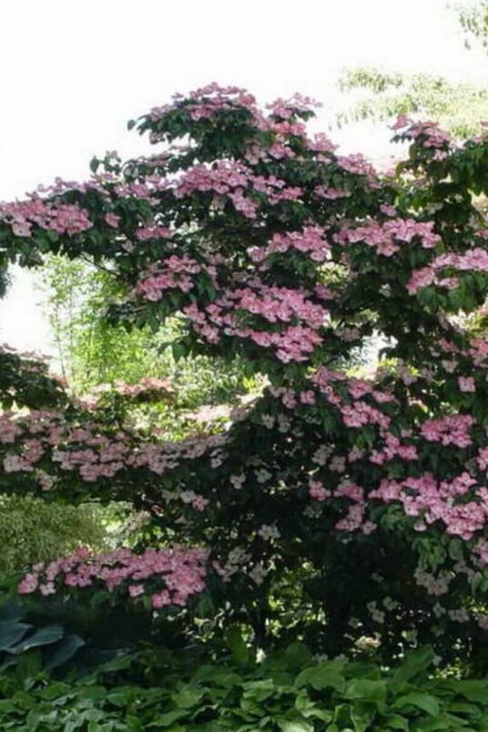 Junger Großblütiger Japanischer Hartriegelbaum | Cornus kousa 'Satomi'