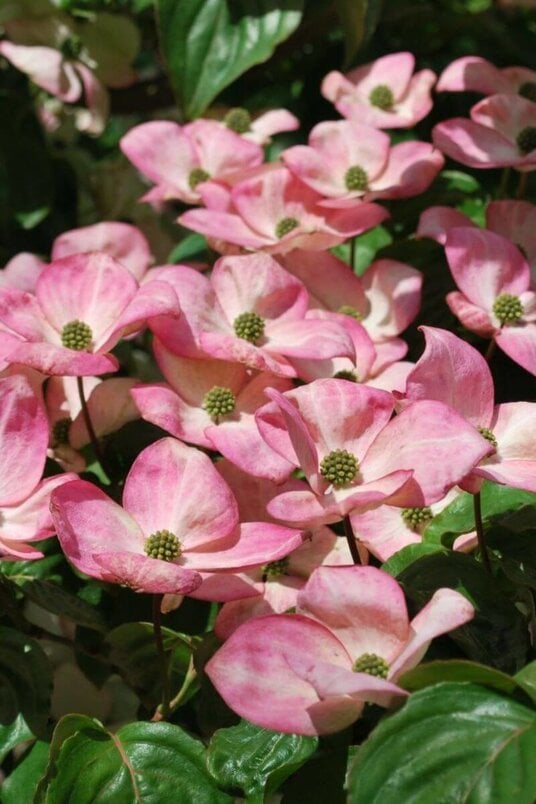 Young Big-flowered Japanese Dogwood Tree | Cornus kousa 'Satomi'