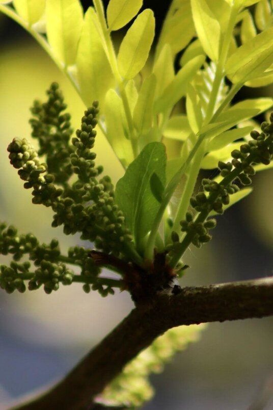 Young Yellow False Honeylocust Tree |  Gleditsia triacanthos 'Sunburst'