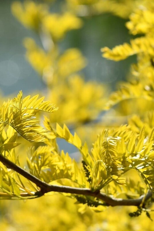 Young Yellow False Honeylocust Tree |  Gleditsia triacanthos 'Sunburst'