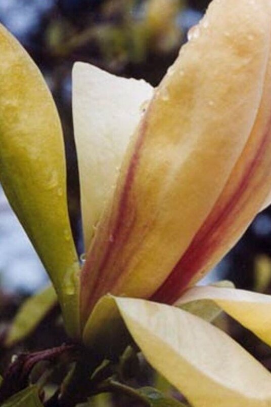 Junger Magnolienbaum | Magnolia 'Banana Split