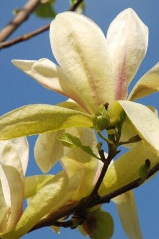 Young Magnolia Tree | Magnolia 'Banana Split