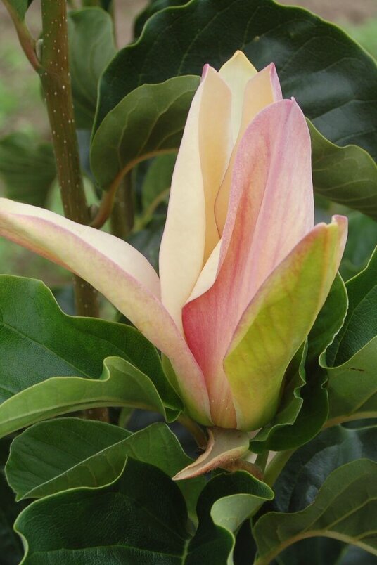 Jonge Beverboom | Magnolia brooklynensis 'Woodsman