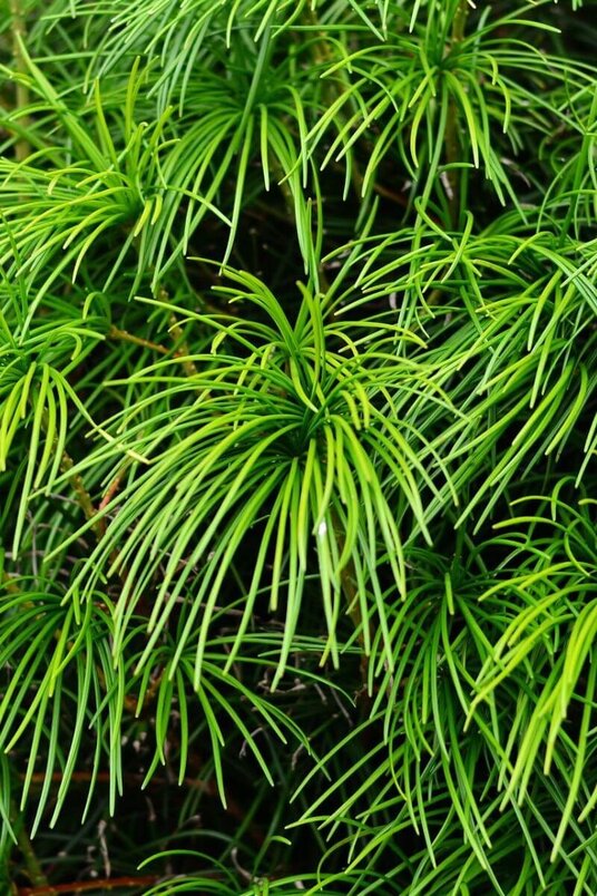 Junger Japanischer Schirmpinienbaum | Sciadopitys verticillata