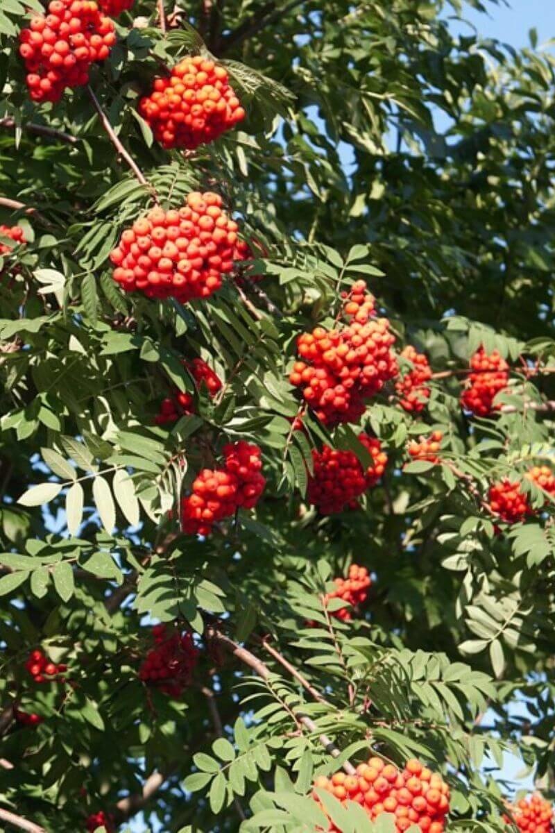 https://cdn.webshopapp.com/shops/304745/files/412039025/file.jpg