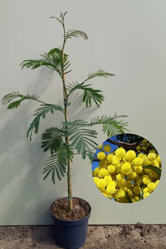 Jonge  Mimosa boom | Acacia dealbata