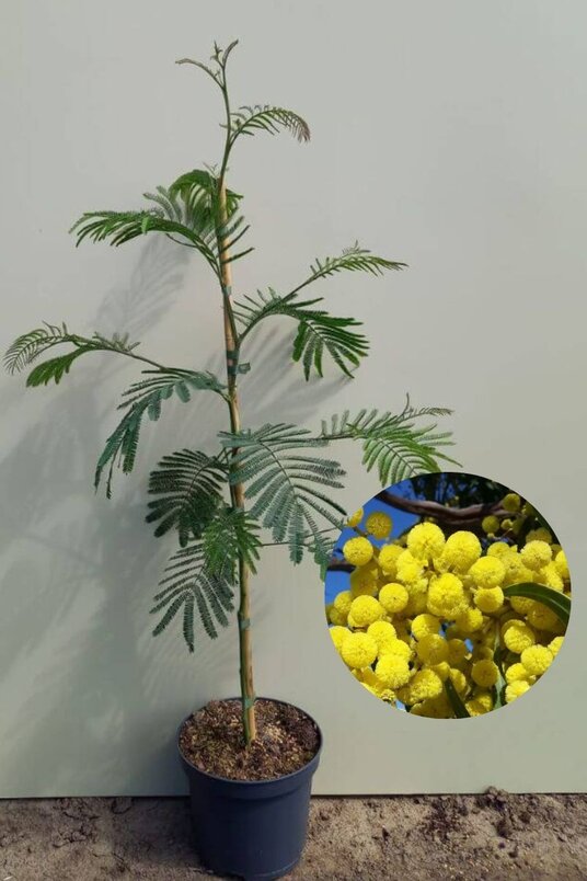 Young Mimosa tree | Acacia dealbata