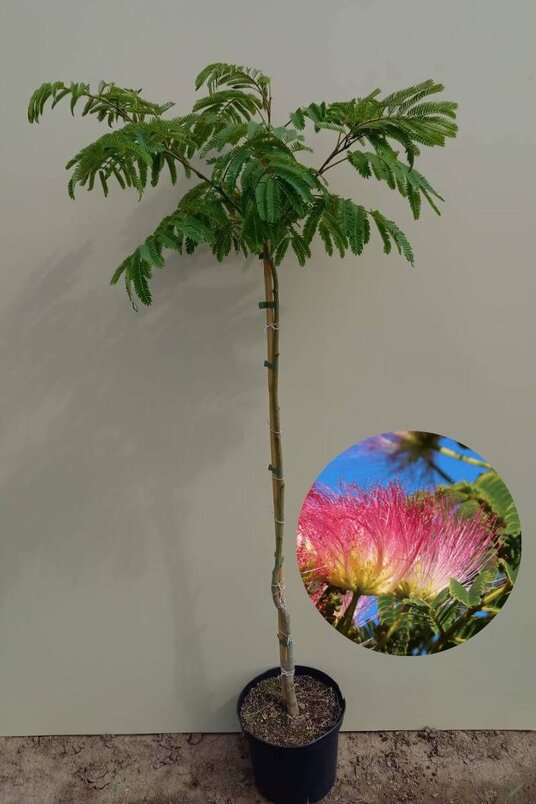 Jonge Perzische Slaapboom |  Albizia julibrissin 'Ombrella'