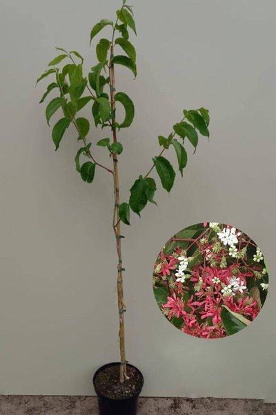 Junger Sieben-Söhne-des-Himmels-Baum | Heptacodium miconioides