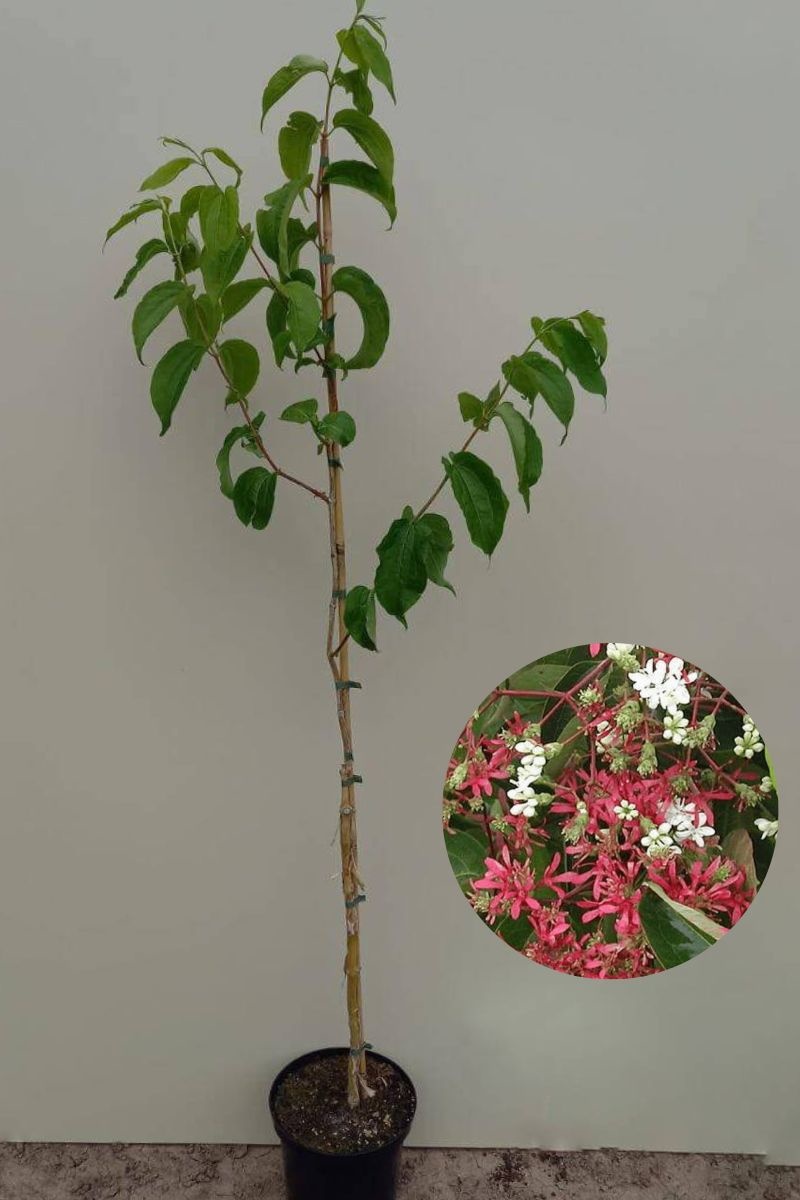 https://cdn.webshopapp.com/shops/304745/files/416254722/file.jpg